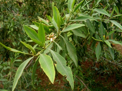 P1010065