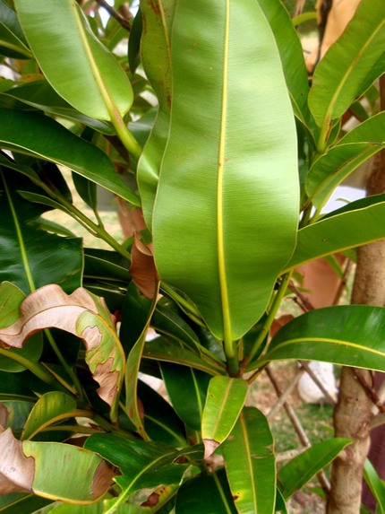P1010074 (2)