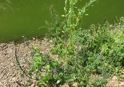 15. Leonorus_japonicus_Agripaume_du_Japon_LAMIACEAE_Asie IMG_3331.JPG