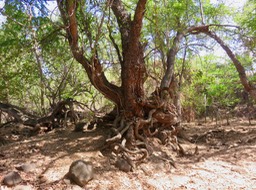 2. L'arbre aux serpents IMG_3327.JPG
