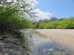 3. Rive droite de la ravine aux abords de la plage  IMG_3324.JPG