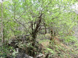6. La végétation en bas dela ravine  IMG_3344.JPG