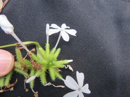 7. ??? Plumbago zeylanica - ???  - Plumbaginaceae - Pantropicale
