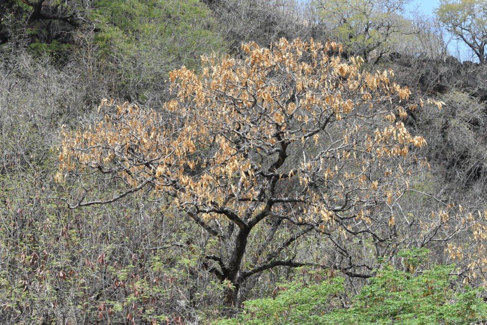 Albizia_lebbeck_Bois_noir_des_bas_FABACEAE_Asie_tropicale_espece_envahissante_MB3_0045