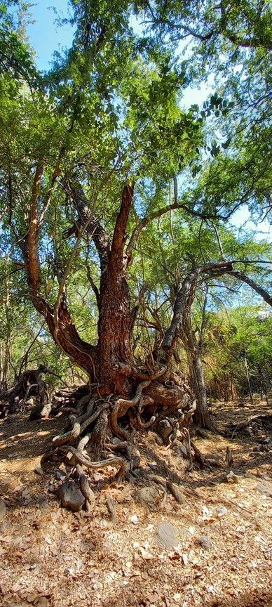 "Arbre à serpents" (Banian et tamarin d'inde - P20221025_094543