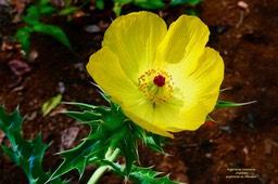 Argemone mexicana.argémone du Mexique.chardon.papaveraceae.espèce envahissante.