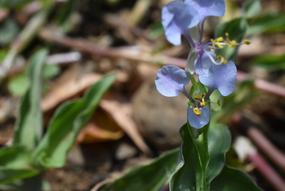 Commelina_benghalensis_Grosse_herbe_de_l_eau_COMMELINACEAE_Asie_tropicale_Afrique_adventice_envahissante-MB3_0014