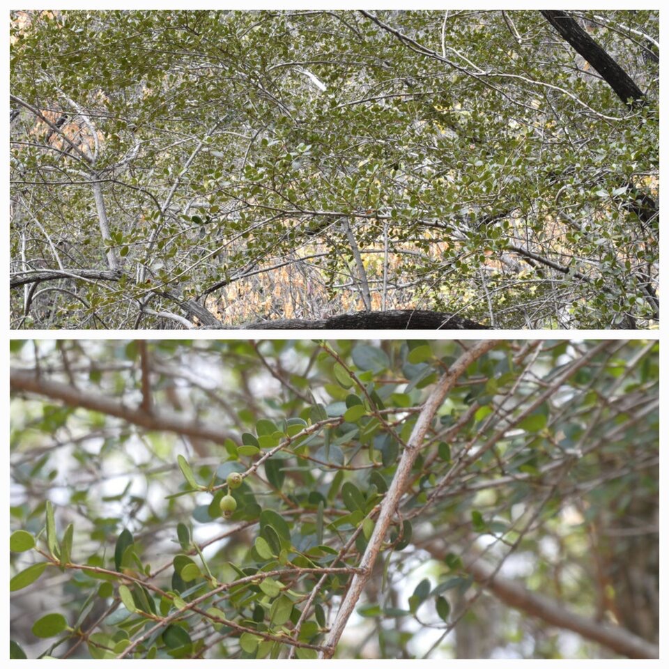 Fernelia_buxifolia_Bois_de_buis_RUBIACEAE_Endemique_des_Mascareignes_20221025_221213