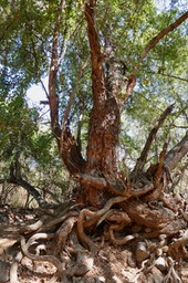 l'arbre aux seroents.Ficus et Pithecellobium dulce enchevétrés.