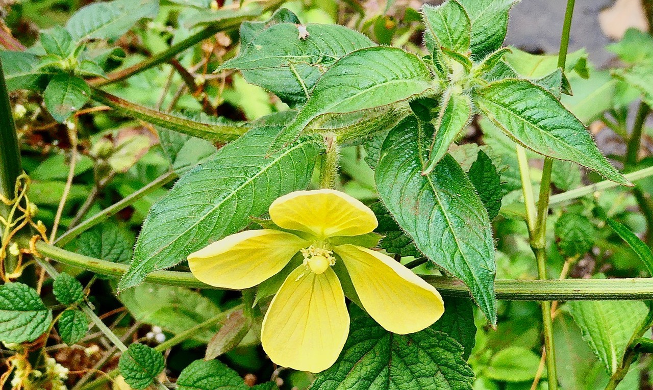 Ludwigia octovalis . herbe bourrique .onagraceae.indigène Réunion.
