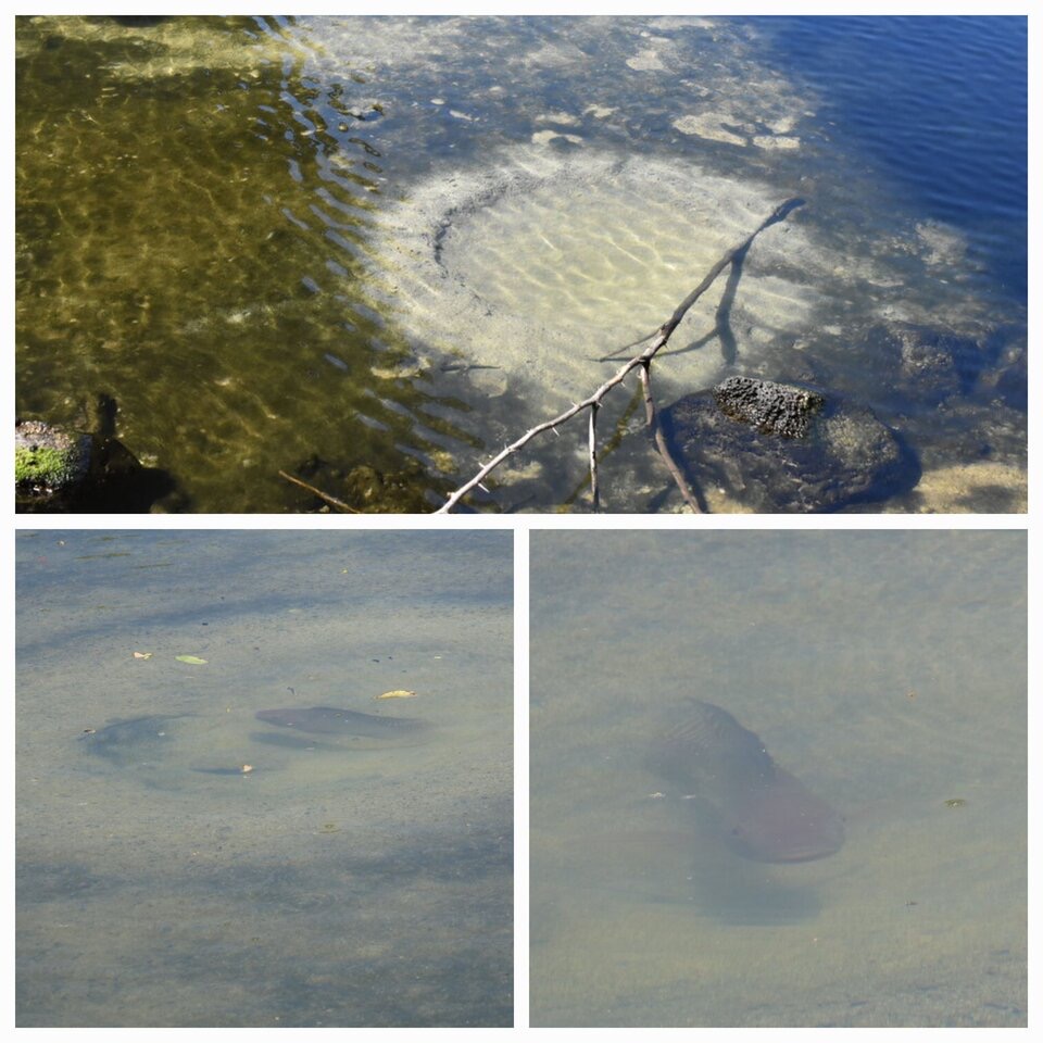 Oreochromis_niloticus_Tilapia_(_nid_)_CICLIDAE_Afrique_Espece_introduite_20221025_221635