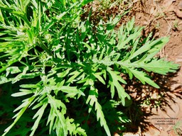 Parthenium hysterophorus.absinthe bâtard.camomille z'oiseaux;asteraceae.espèce envahissante