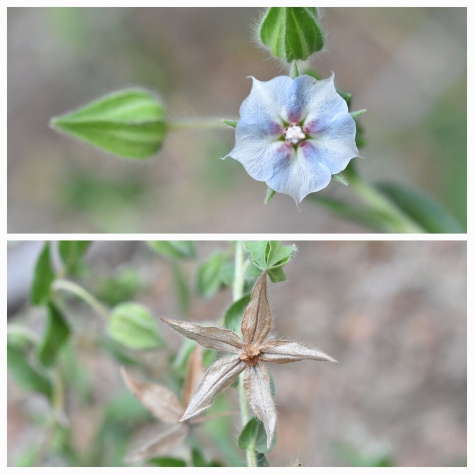 Trichodesma_zeylanicum_Herbe_tourterelle_BORAGINACEAE_Afrique_Asie_Australie_Espece_adventice_et_envahissante20221025_221309