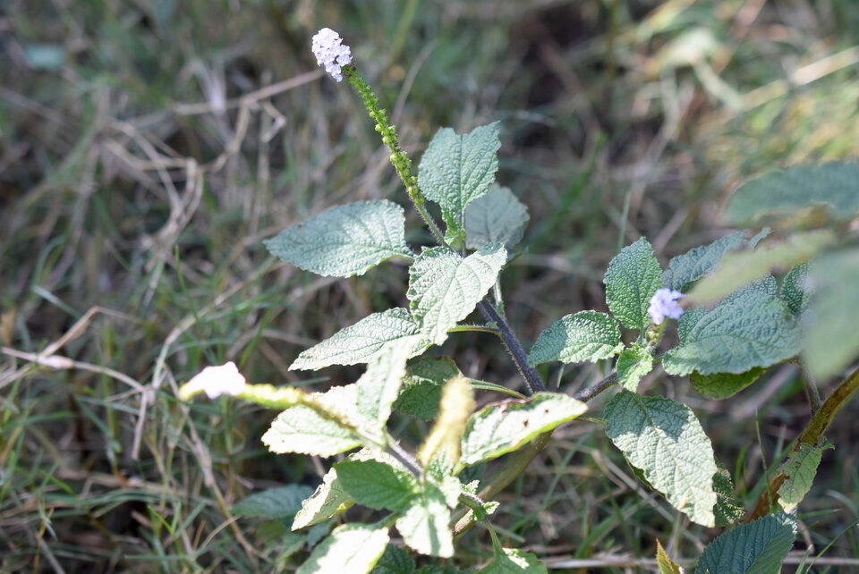 Heliotropium indicum - Herbe a?  papillon - BORAGINACEAE - EE