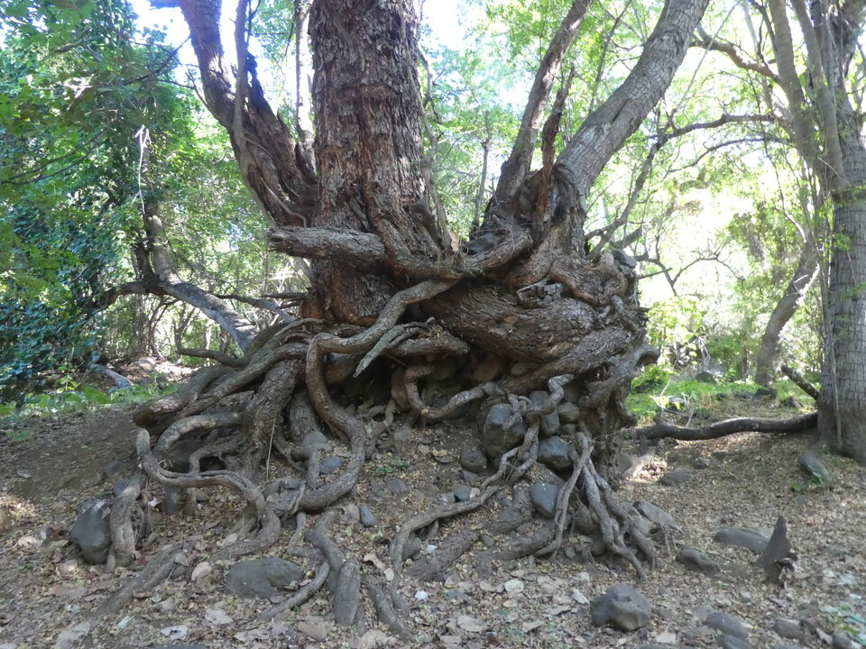 L'arbre aux serpents