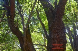 Pithecellobium dulce et Ficus rubra 4959