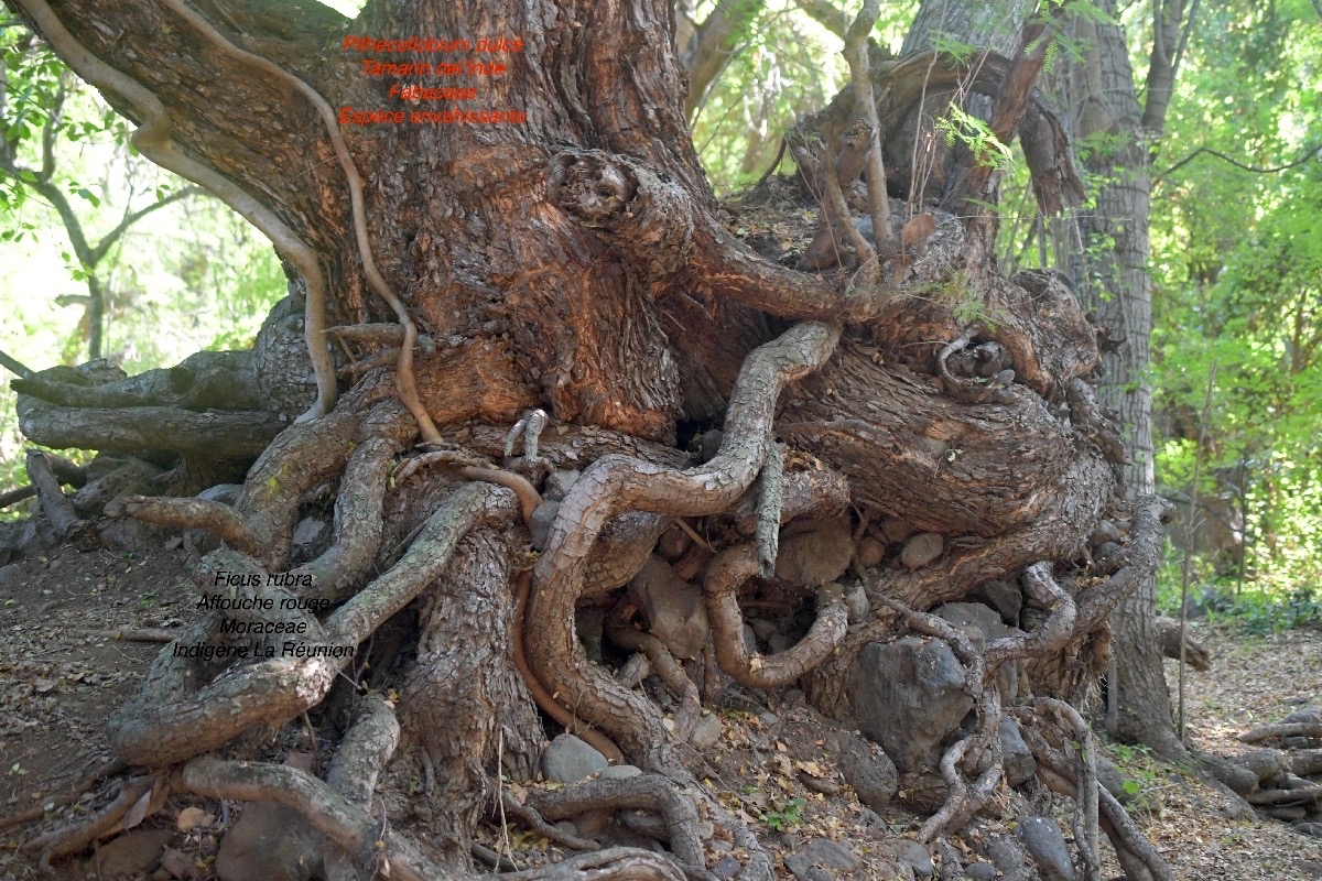 Pithecellobium dulce et Ficus rubra 4960