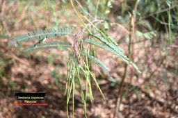Sesbania bispinosa Fabaceae Potentiellement E. 4949