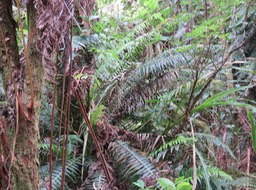 1 Blechnum attenuatum  - Fougère plume - BLECHNACEAE