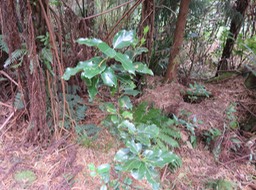 10 Ocotea obtusata - Bois de cannelle marron - Lauracée - I