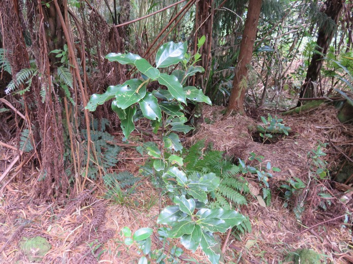 10 Ocotea obtusata - Bois de cannelle marron - Lauracée - I