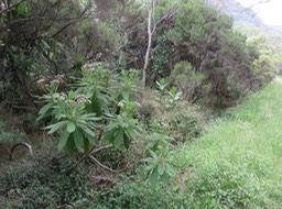 12 ??? Psiadia laurifolia et plus loin derrière deux Psiadia boivinii