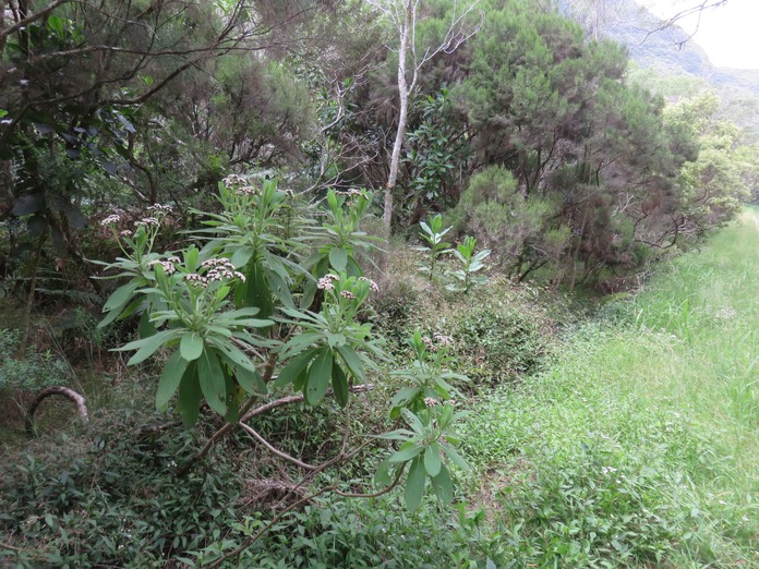12 ??? Psiadia laurifolia et plus loin derrière deux Psiadia boivinii