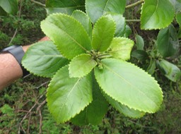 13 bis Claoxylon sp.
