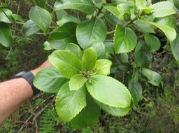 13Claoxylon sp.