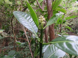 2 Chassallia corallioides - Bois de corail - Rubiacée -B