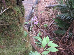 6 Arnottia mauritiana