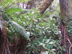 7 Chassallia corallioides - Bois de corail - Rubiacée -B