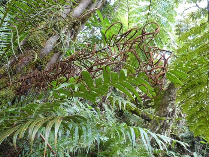 Blechnum attenuatum frondes fertiles et frondes steriles P1280460