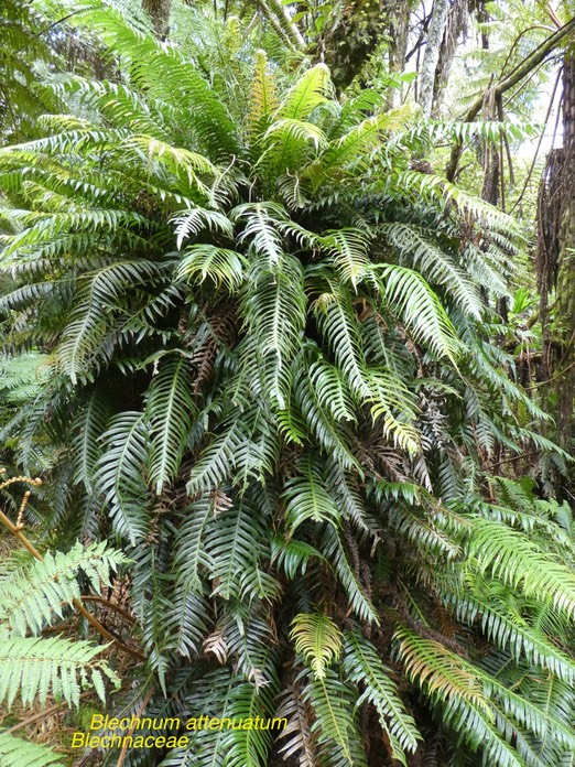 Blechnum attenuatum P1280470