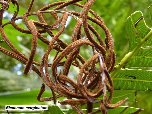 Blechnum marginatum