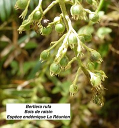 bois de raisin