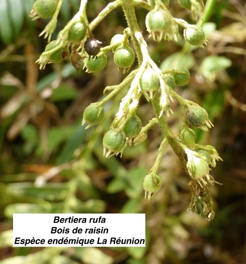 bois de raisin