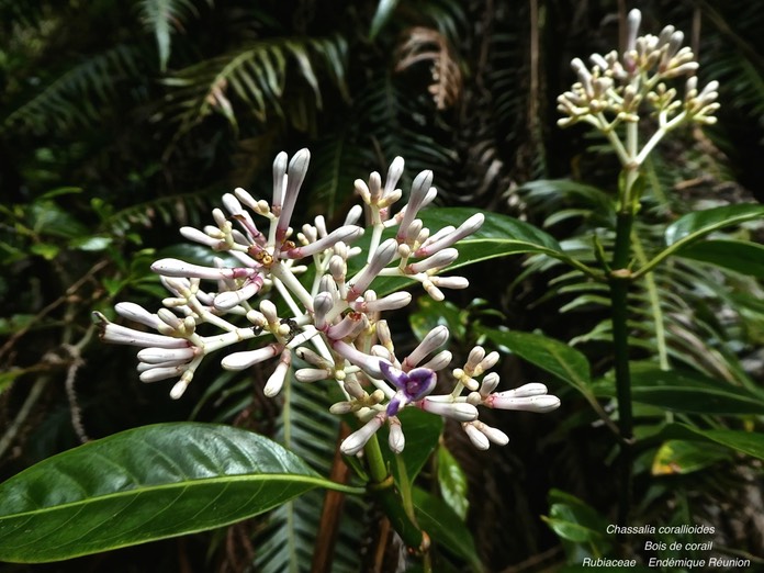 Chassalia corallioides.Bois de corail P1280477