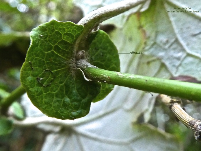 Humbertacalia tomentosa.  Stipules P1280446
