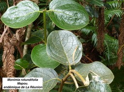 mapou