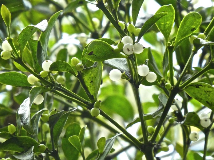 Viscum triflorum . Sourichaude P1280653