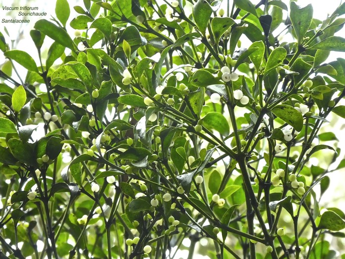 Viscum triflorum P1280655
