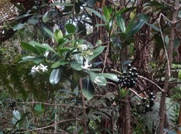 Gaertnera vaginata Losto café Rubiaceae Fleurs et fruits DSC08690