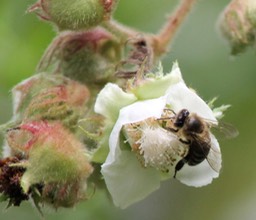 Abeille sur fleur Raisin marron