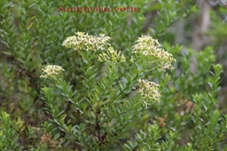 Ambaville verte - Hubertia ambavilla- Astéracée - B