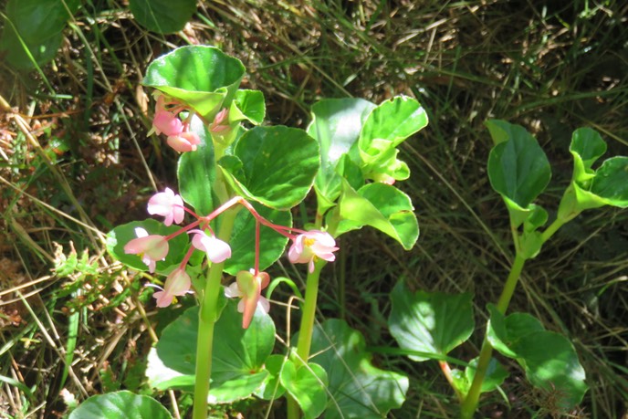 Bégonia IMG_1375