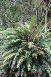 Blechnum attenuatum - Blechnacée-