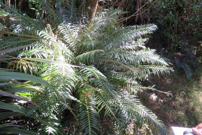 Blechnum attenuatum  IMG_1383
