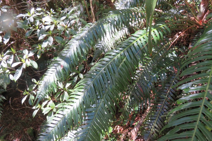 Blechnum attenuatum IMG_1371