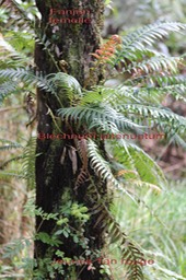 Blechnum et Tan rouge sur le stipe d'un Fanjan femelle